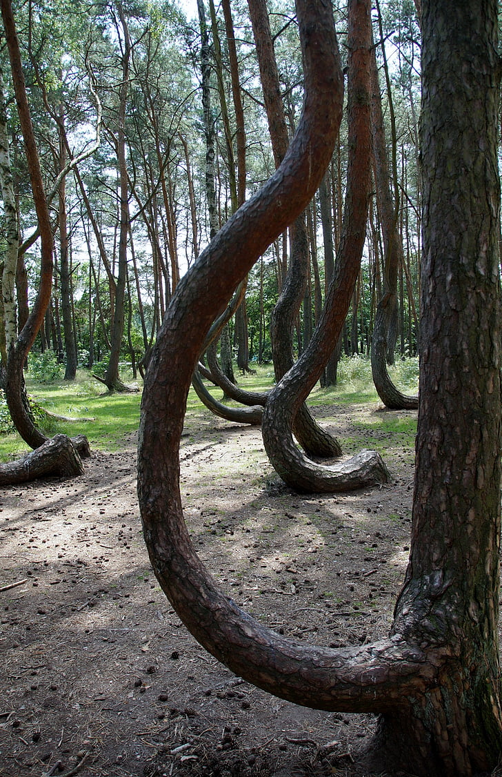 krokiga skog, Krzywy las, Polen, träd, skogen, Pine