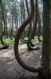 crooked forest, krzywy las, poland, trees, forest, pine