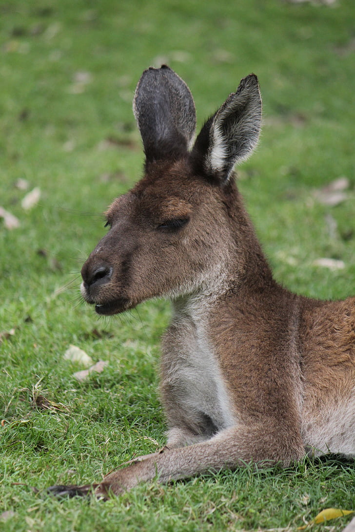 kangaroo, australia, western australia, marsupial, wildlife, animal