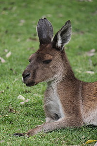 Klokan, Austrália, Západná Austrália, vačkovca, voľne žijúcich živočíchov, zviera