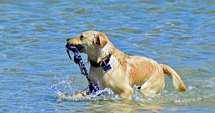 hunden, bading i sjøen, hente