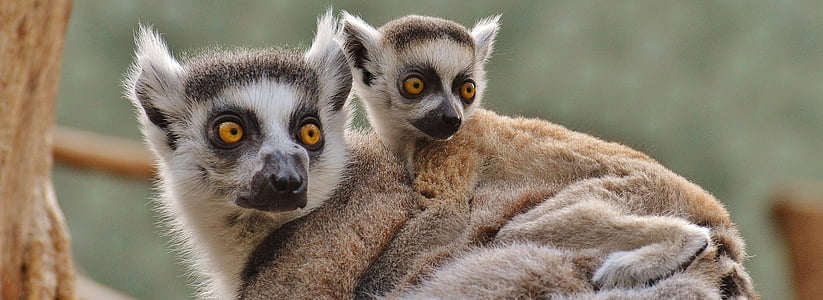 Affe, Lemur, die Welt der Tiere, Zoo, Mama, Jungtier, Sicherheit