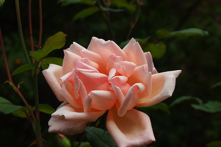 flower, rose, pink, fading, petals