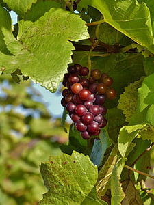 raisin, automne, rouge, vignoble, vignes, vigne, Rebstock