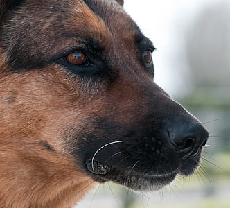 cão, pastor alemão, close-up, animais domésticos, animais de estimação, um animal, animais domésticos