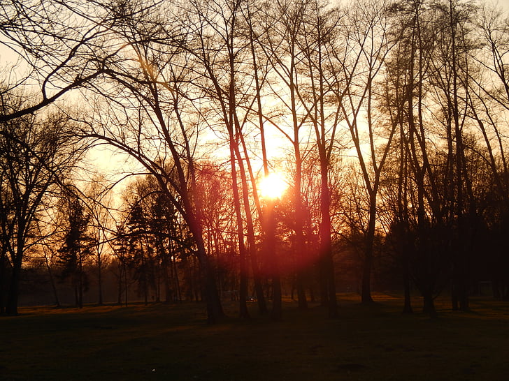 sun, west, spring, stromovka, trees