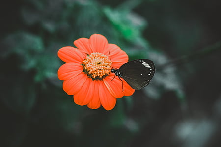 svetlé, motýľ, detail, Farba, jemné, Flora, kvet