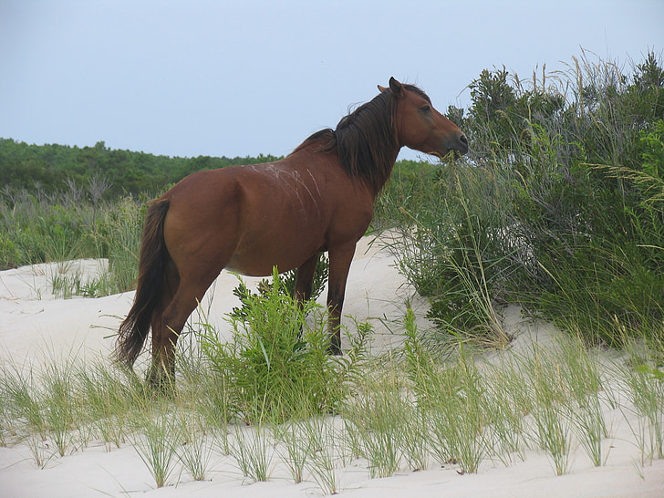 Divoký kůň, Assateague island, Virginia, pláž, volně žijící zvířata, Příroda, volně žijících