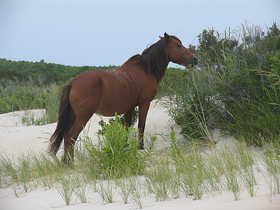 άγριο άλογο, Νησί Assateague, Βιρτζίνια, παραλία, άγρια φύση, φύση, άγριους