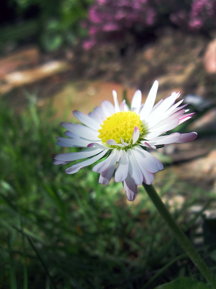 Daisy, Marguerite, fleur, plante, unberührte, blanc, pétales