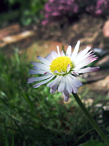 Daisy, Marguerite, kvet, rastlín, PŘÍRODA, biela, lístkov
