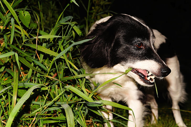 pes, PET, Záhrada, v noci, tráva, jesť, kožušiny