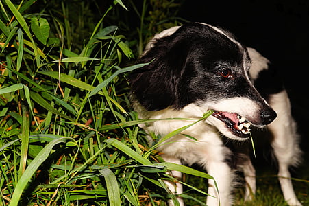 개, 애완 동물, 정원, 밤에, 잔디, 먹으십시오, 모피