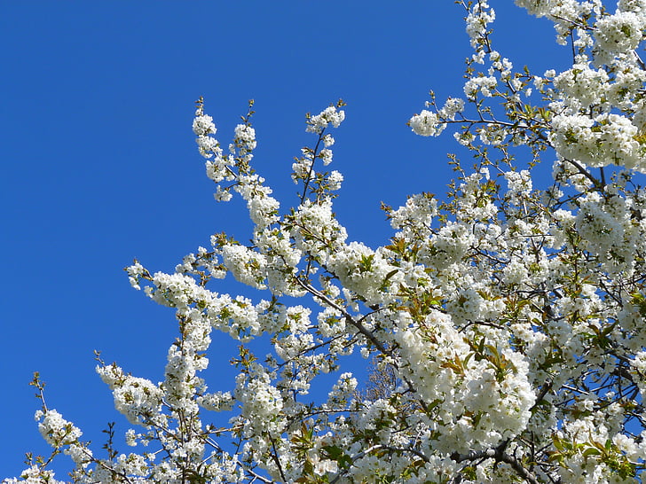 květiny, strom, ovocný strom, bílá, jaro, zahrada, Příroda