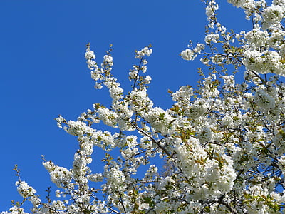 flors, arbre, arbre fruiter, blanc, primavera, jardí, natura