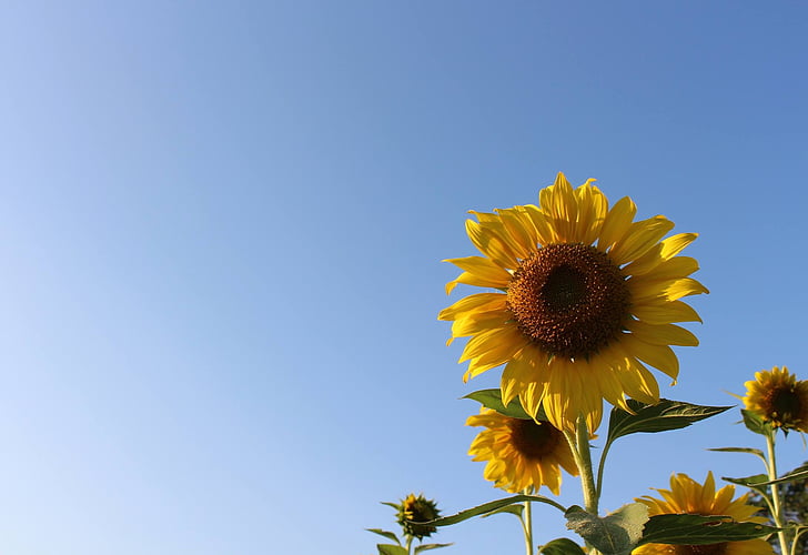sunflower, sky, green, refreshing, nature, background, bright