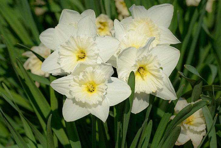påskliljor, Narcissus, Daffodil, våren, blomma, blommor
