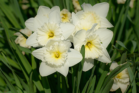 daffodils, narcissus, daffodil, spring, flower, flowers