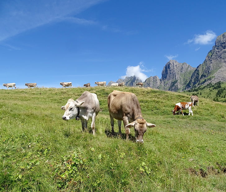 коровы, крупный рогатый скот, a, управления жизненным циклом приложений, горы, Швейцария, горный пейзаж