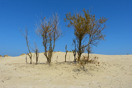 dune, mer, plage, ammophile, sable, paysage, Pays-Bas