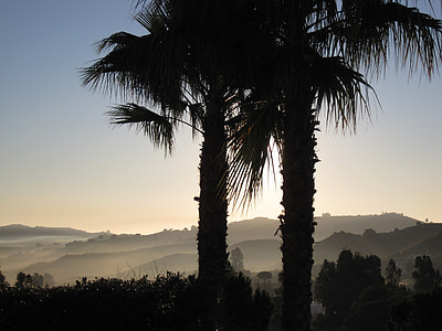 la cala de migas, Espanha, nascer do sol, manhã, palmas das mãos, palmeiras, nevoeiro