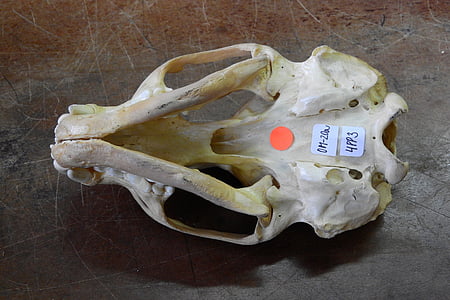 skull, skeleton, bone, anatomy, cranial base, food