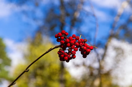 rowan, sky, plant, bright, fruit, red, nature