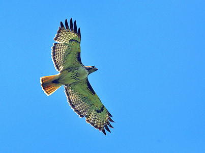 red tailed hawk, flying, bird, flight, raptor, wildlife, nature