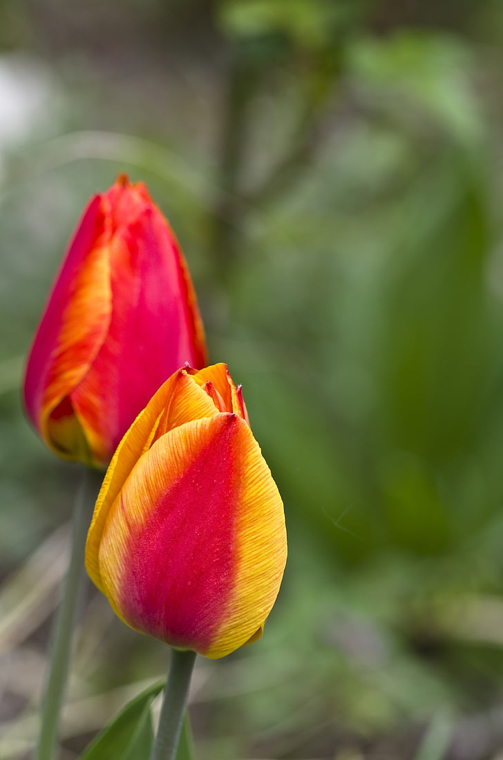 Tulip, primavera, flor, floración, rojo, rosa, Color