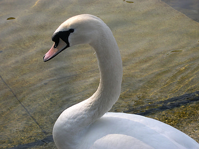 swan, zurich, lake, water bird, swans, waters, feather