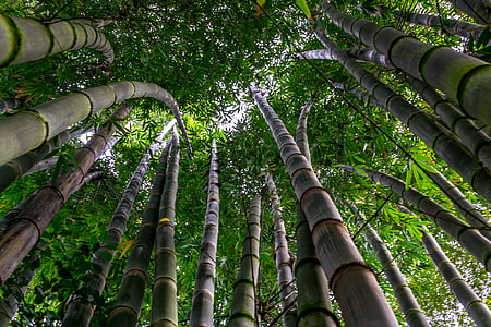 Bambusbäume, Umgebung, Wachstum, Blätter, im freien