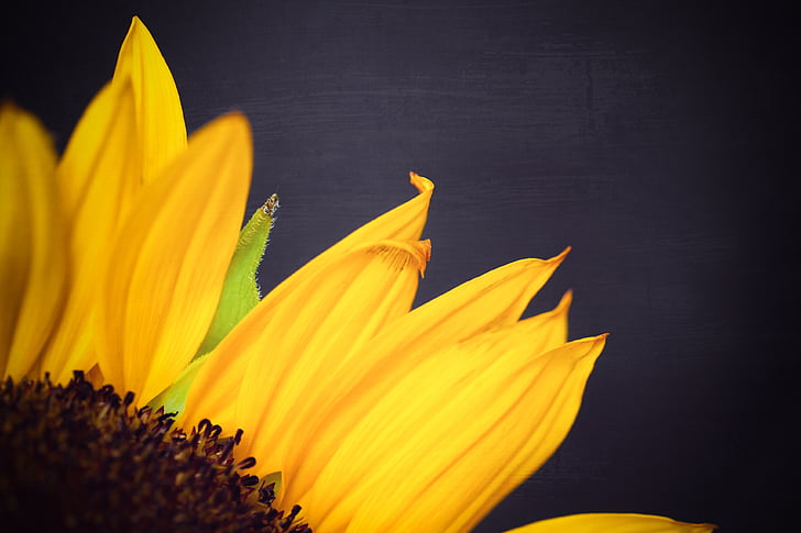 sunflower, yellow, petals, plant, leaf, yellow flowers, blossom