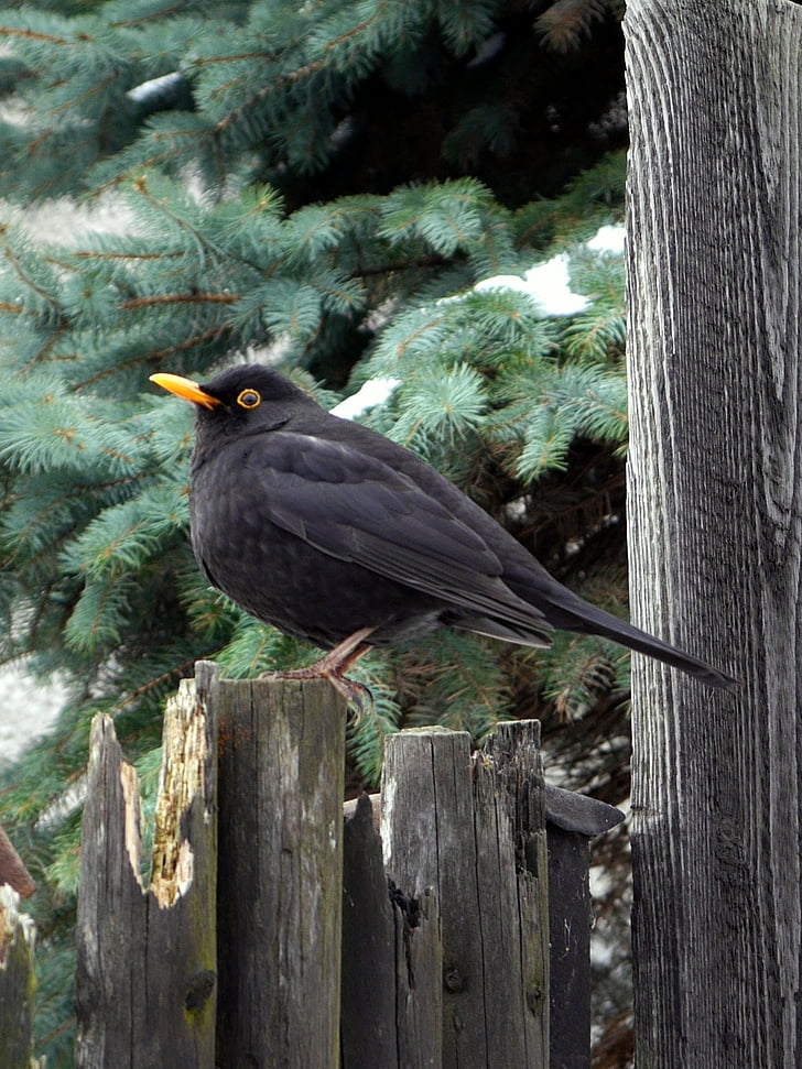 птица, черен дрозд, ограда, зимни, дърво