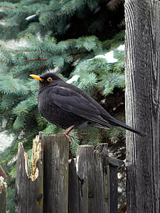 bird, black thrush, fence, winter, tree