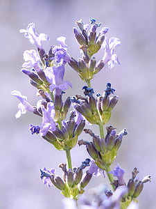 lavender, lavender flowers, purple, violet, inflorescence, true lavender, narrow leaf lavender
