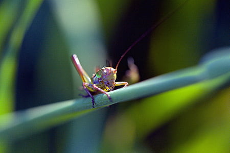 grasshopper, insect, macro, bug, nature, wildlife, animal