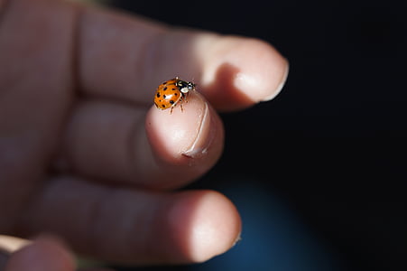 ladybug, beetle, finger, child, lucky charm, insect, nature