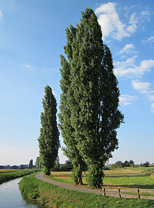 Populus nigra, ağaç, kavak, yol, patika, Akış, dere