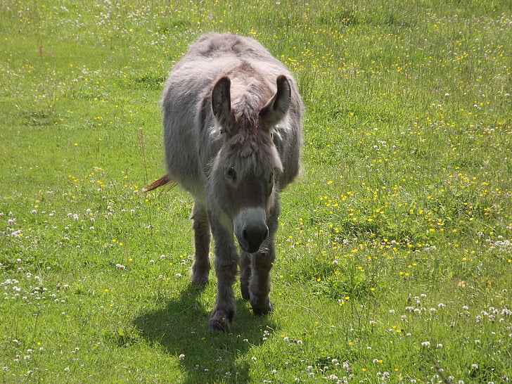 donkey, pasture, mule, livestock