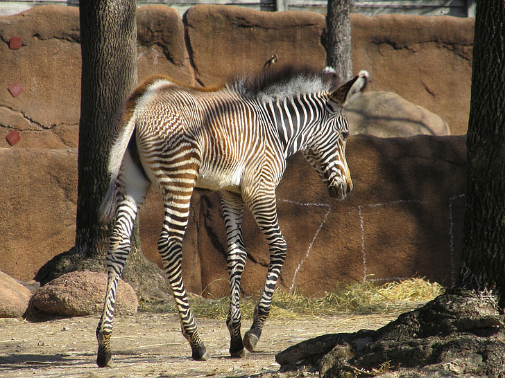Zebra, Bebek, genç, Hayvanat Bahçesi, doğa, yaban hayatı, memeli