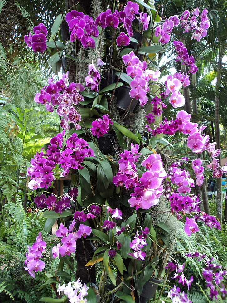 orchideje, fialová, květ, rostliny, listy, okvětní lístky, zahrada