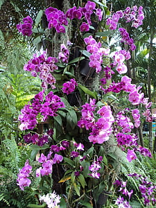 orquídies, violeta, flor, plantes, fulles, pètals, jardí