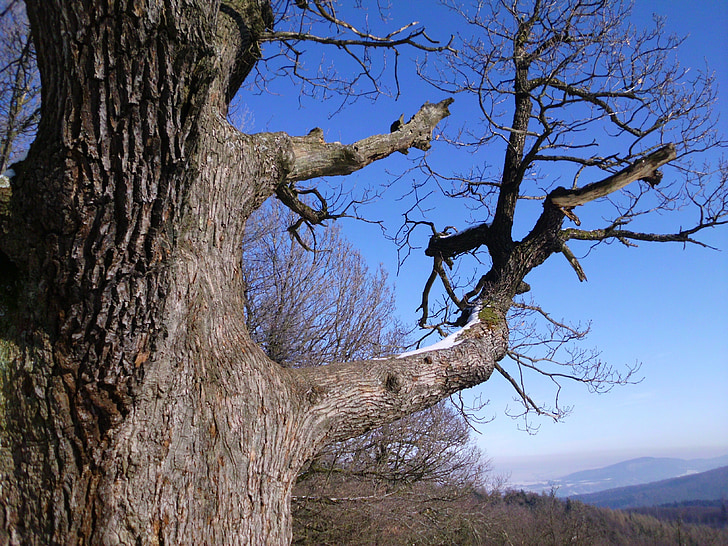 strom, větev, obloha, Zimní