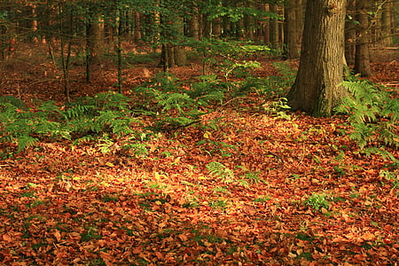 Les, listy, podzim, barevné, Příroda, podzimní les, strom