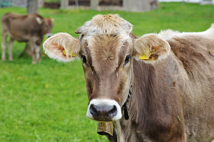 vaca, Allgäu, vacas, lindo, rumiante, ganado lechero, del pasto