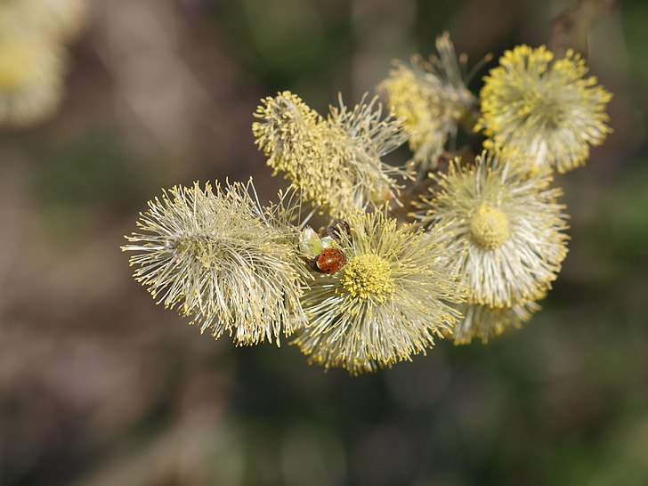 pasture, blossom, bloom, pussy willow, ladybug, pollen, branch