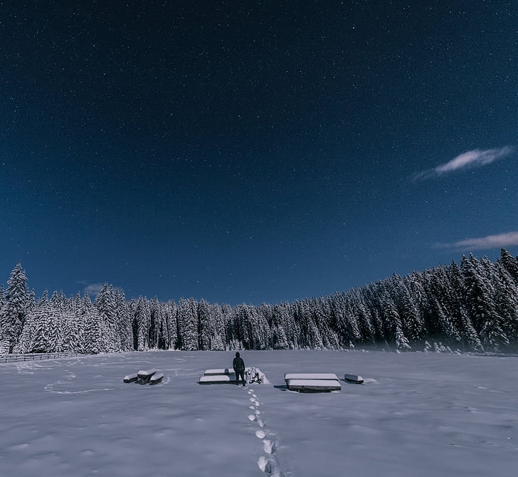 krajolik, Foto, čovjek, stoji, snijeg, u okruženju, stabla