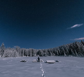 paisaje, Foto, hombre, pie, nieve, rodeado, árboles