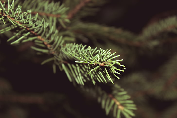 închide, Foto, PIN, copac, Crăciun, frunze de pin, natura