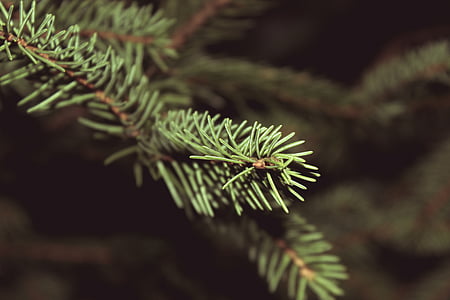 Stäng, Foto, Pine, träd, jul, furu blad, naturen